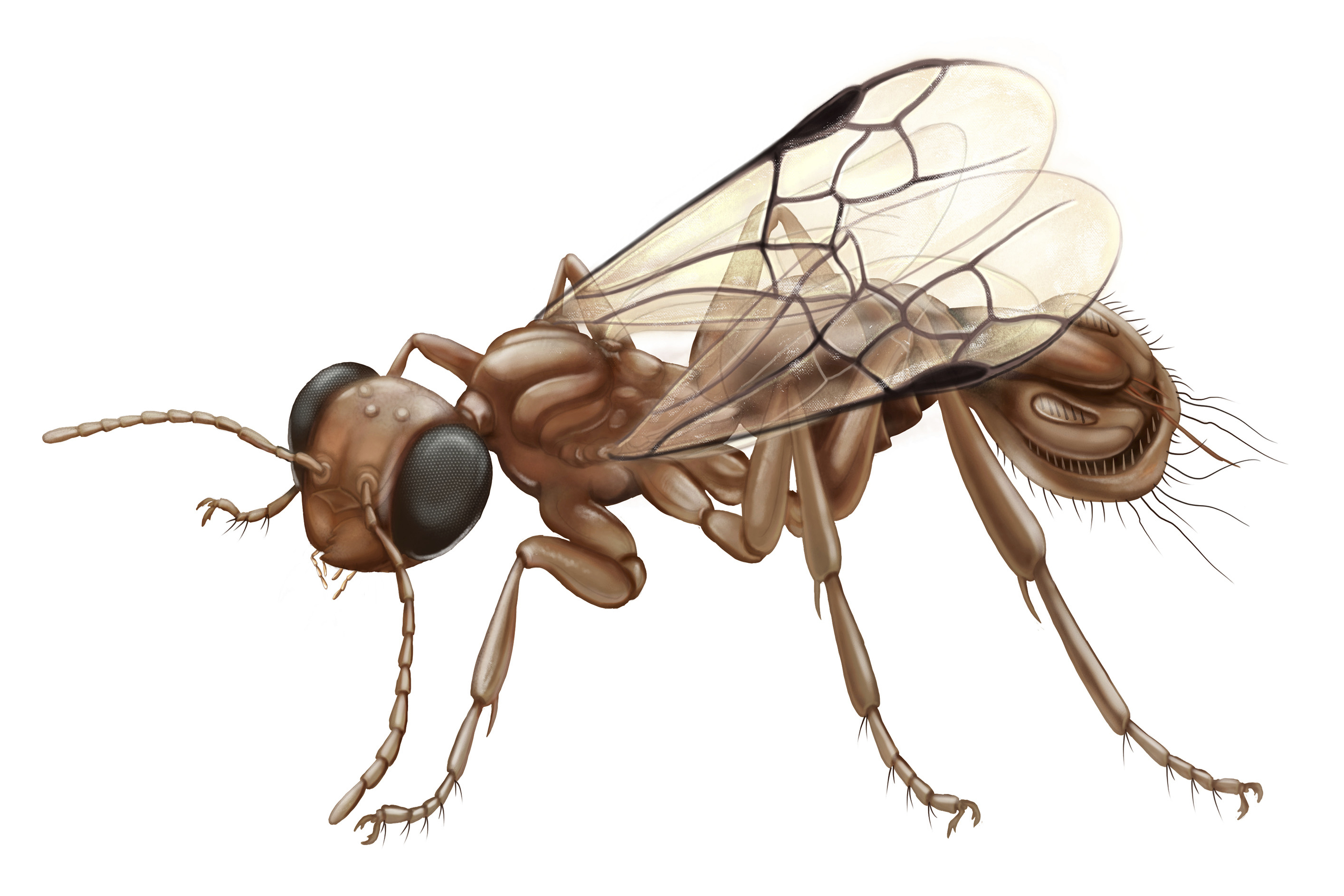 оса с корем капан