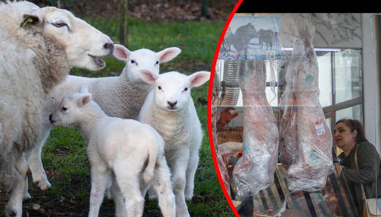 агънца - 500 хил. агнета под ножа за празниците