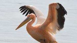 розов пеликан Варна