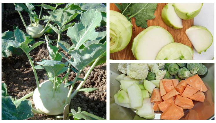 Алабаш - Алабашът регулира теглото