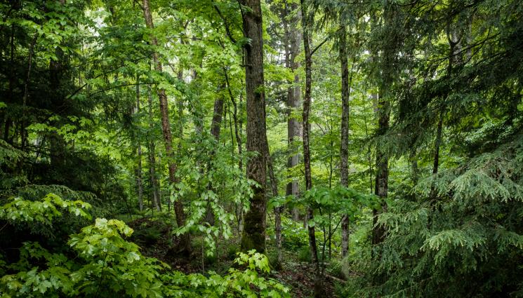 гора - Фотокапан засне свръхредки животни дълбоко в отдалечена гора в Полша (ВИДЕО)