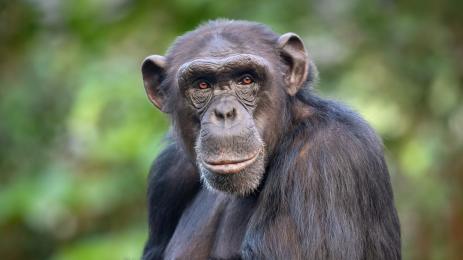 шимпанзе