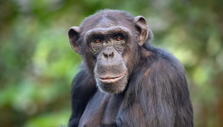 шимпанзе - ТЪЖНО: Почина говорещата английски език маймуна Канзи (ВИДЕО)