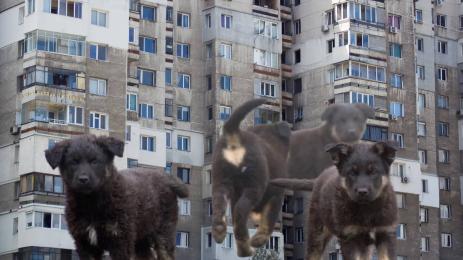 софия кучета блок