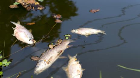 мъртва риба