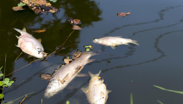 мъртва риба - 130-километрова река в България е тежко замърсена!