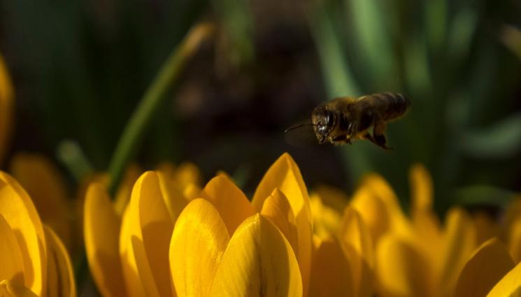 минзухари - Агро Телеграф: Минзухарът не се бои от нощен студ