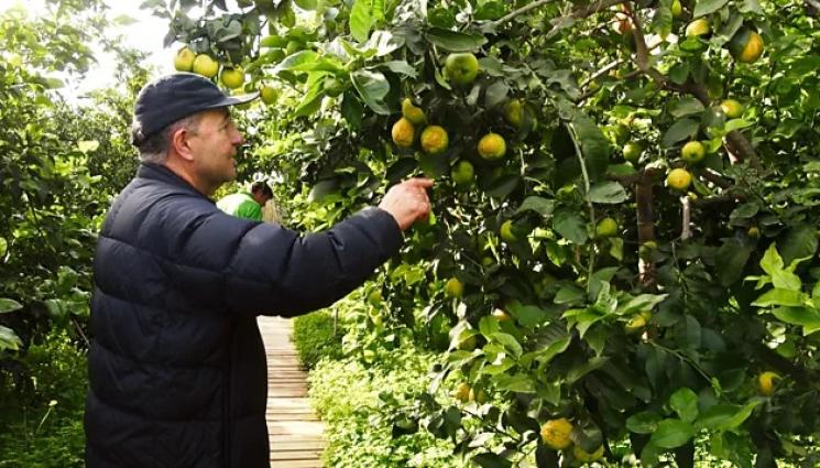 цитруси - Агро Телеграф: Изкуствовед отглежда най-странните цитруси