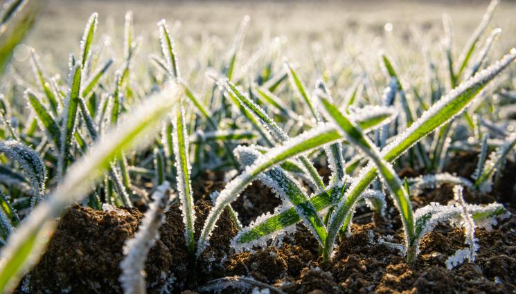слана - Агро Телеграф: Последните слани се чакат към 20 април