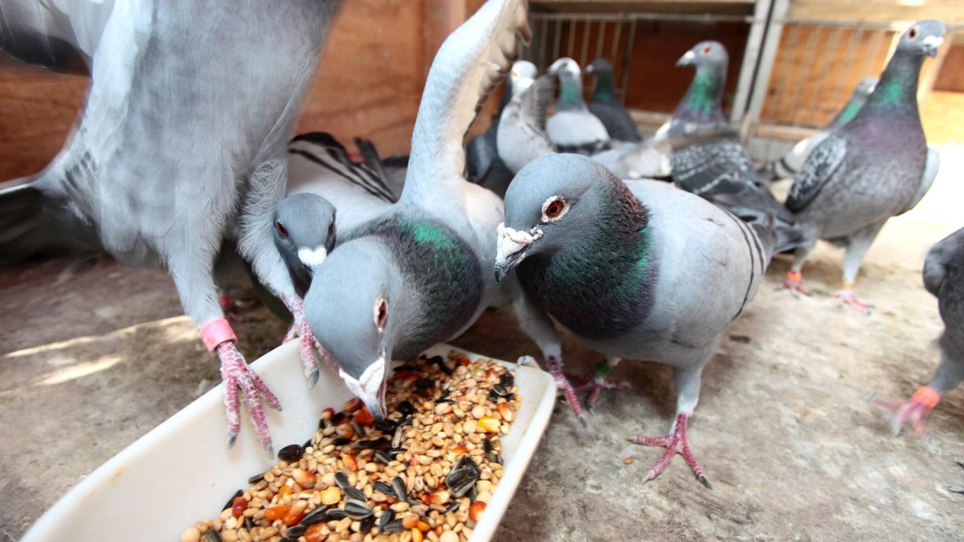 Когато победителят на конкурси с гълъби Том Ван Гавър влезе в таванското