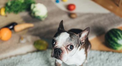 куче зеленчуци