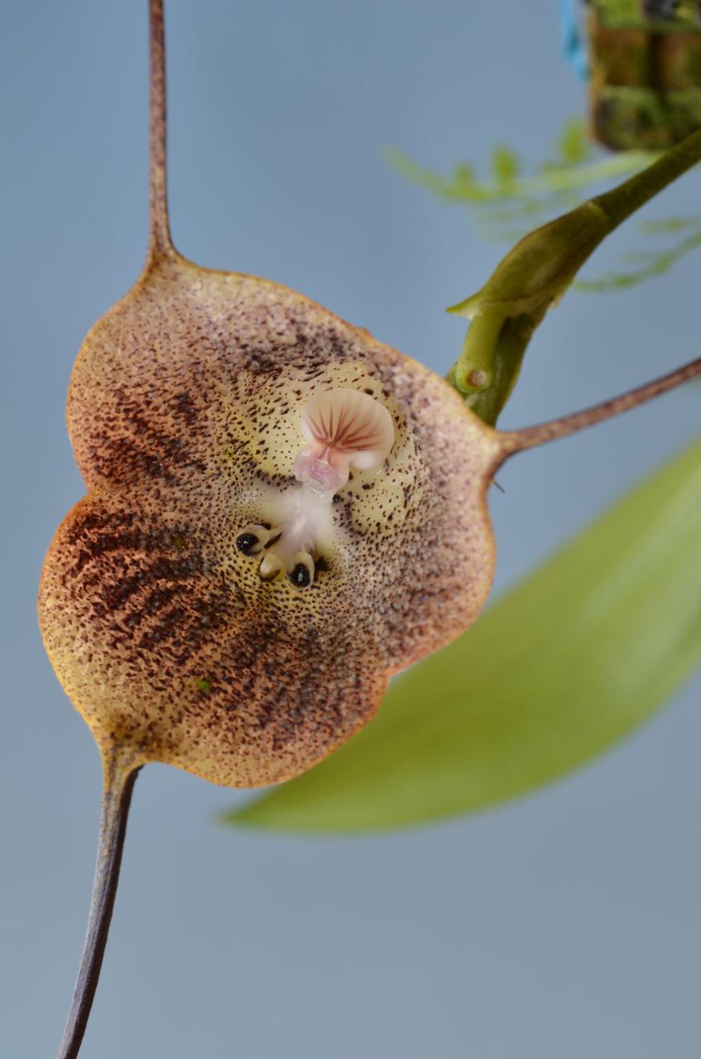  Маймунска муцунка 