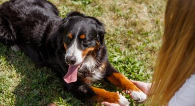 куче трепери