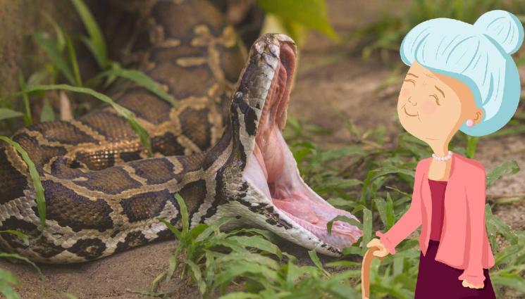 питон баба - КАТО ВЪВ ФИЛМ НА УЖАСИТЕ: Питон погълна баба!