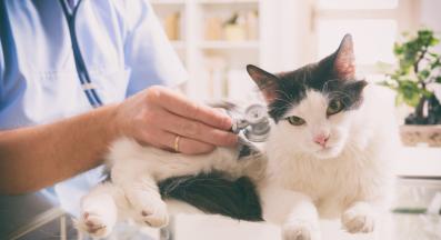 Домашна котка