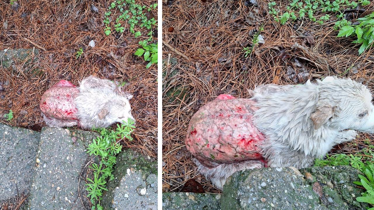 Заедно за бездомните животни