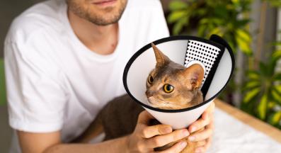 Котка с предпазна яка 2