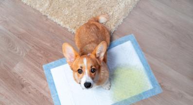 куче пелена