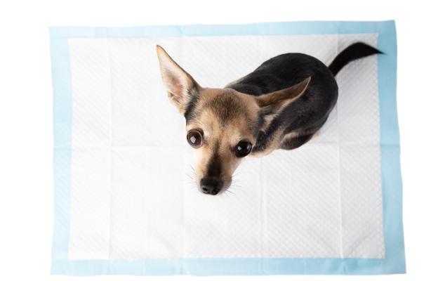 куче пелена