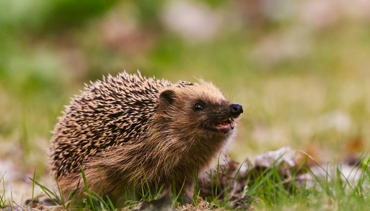 таралеж - ЗА ЖИВОТНИТЕ С ЛЮБОВ: Да взимаме или не таралежи?