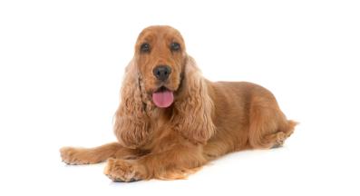 Кокер шпаньол