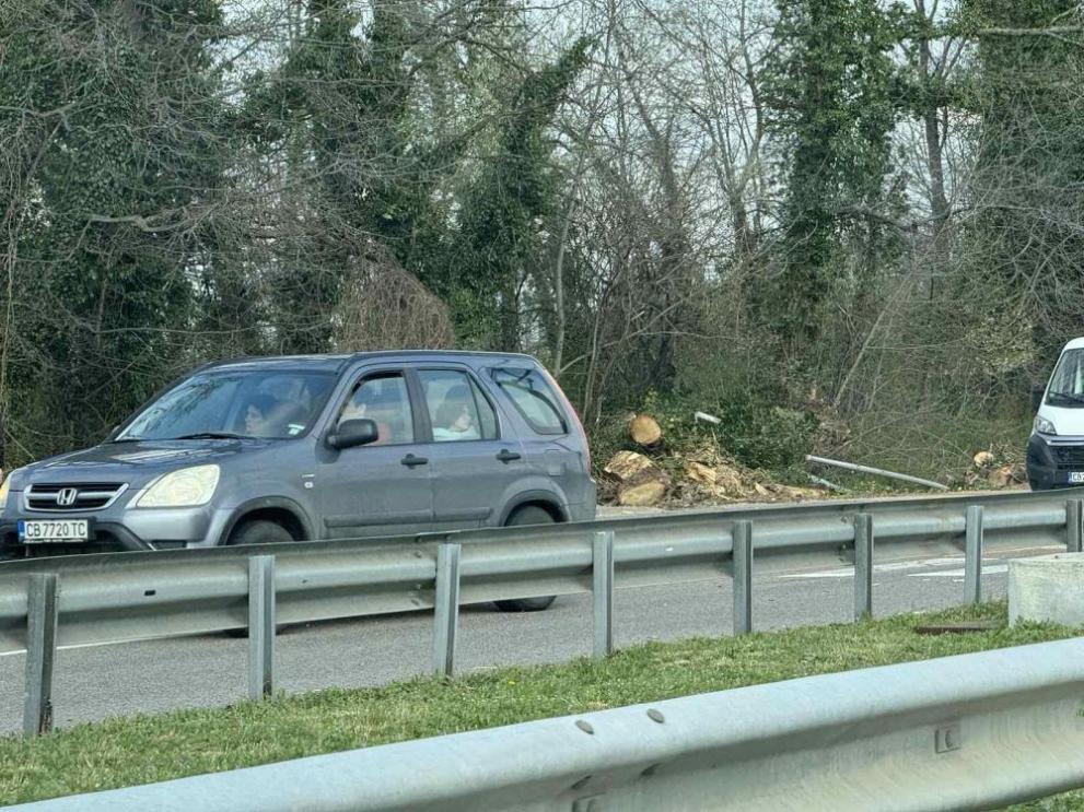  Цариградско дърво 
