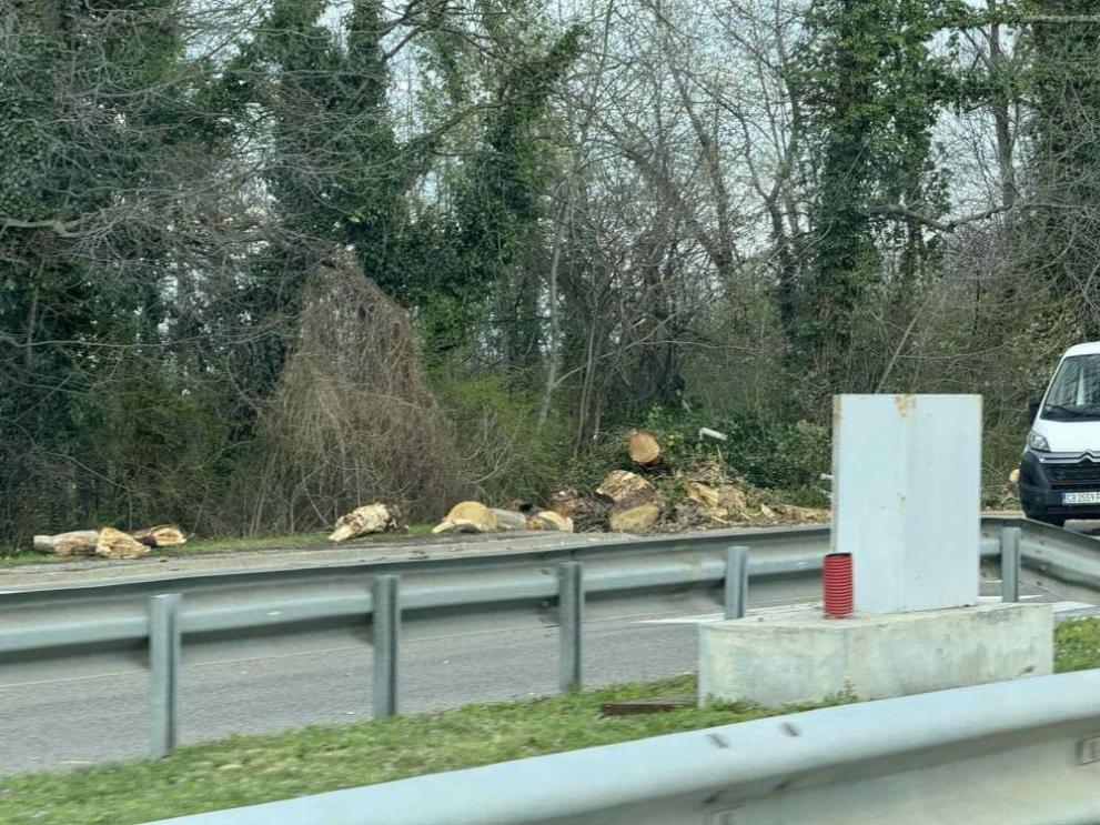  Цариградско дърво 