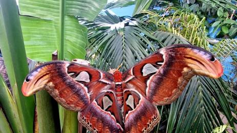 Атлас пеперуда