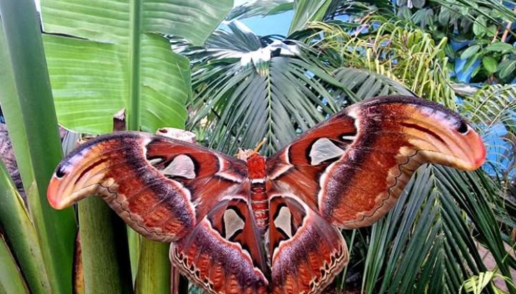 Атлас пеперуда - Една от най-големите пеперуди лети у нас!