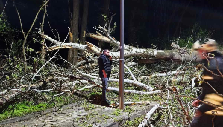 дървета - НА ОЖИВЕН БУЛЕВАРД: Дърво падна върху движеща се кола!