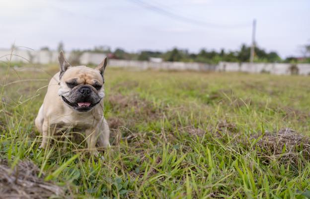 куче изпражнения