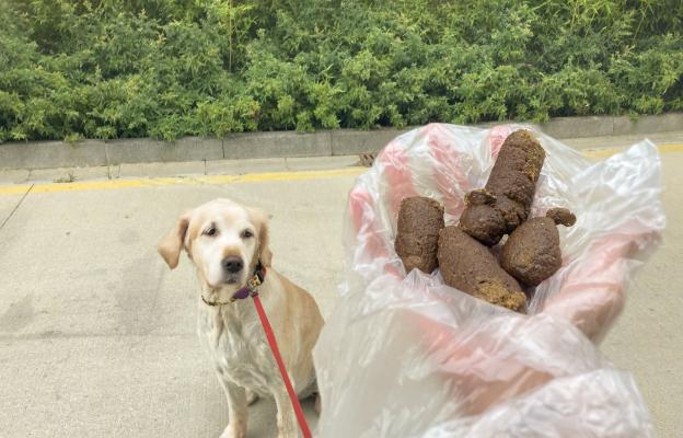 куче изпражнения
