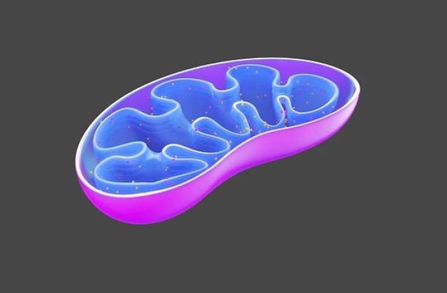 Учени от Германия са открили механизъм който защитава и възстановява
