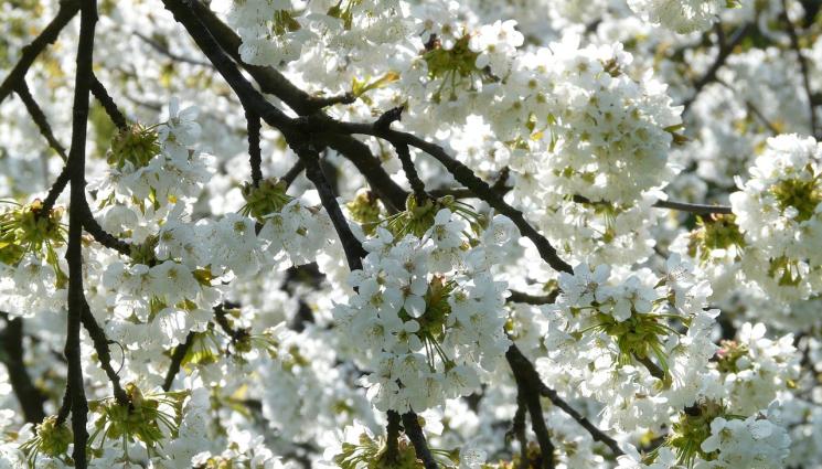 овошки - Агро Телеграф: Опасност от измръзване на цвят и завръзи