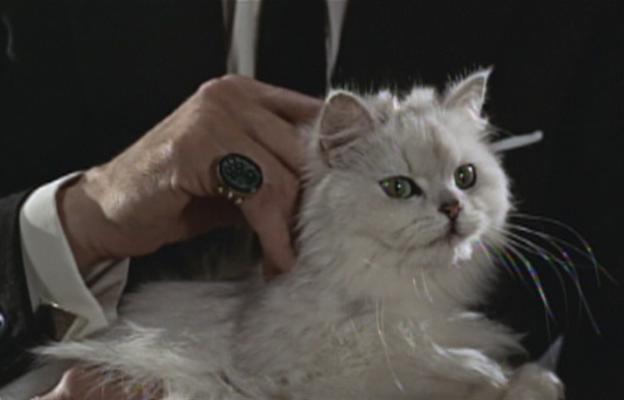 Персийска котка