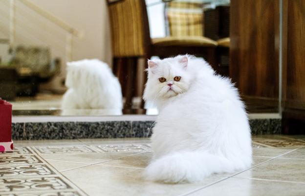 Персийска котка