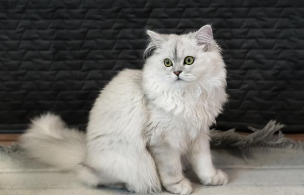 Персийска котка