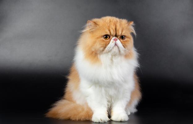 Персийска котка