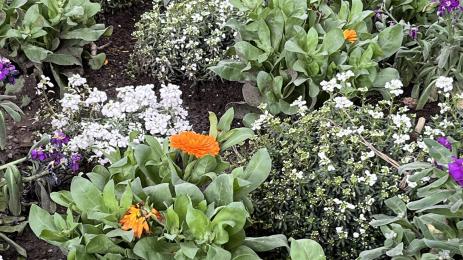 невен градина двор