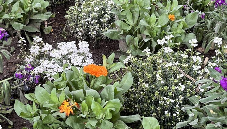 невен градина двор - Агро Телеграф: Засяваме невен, циния и латинка