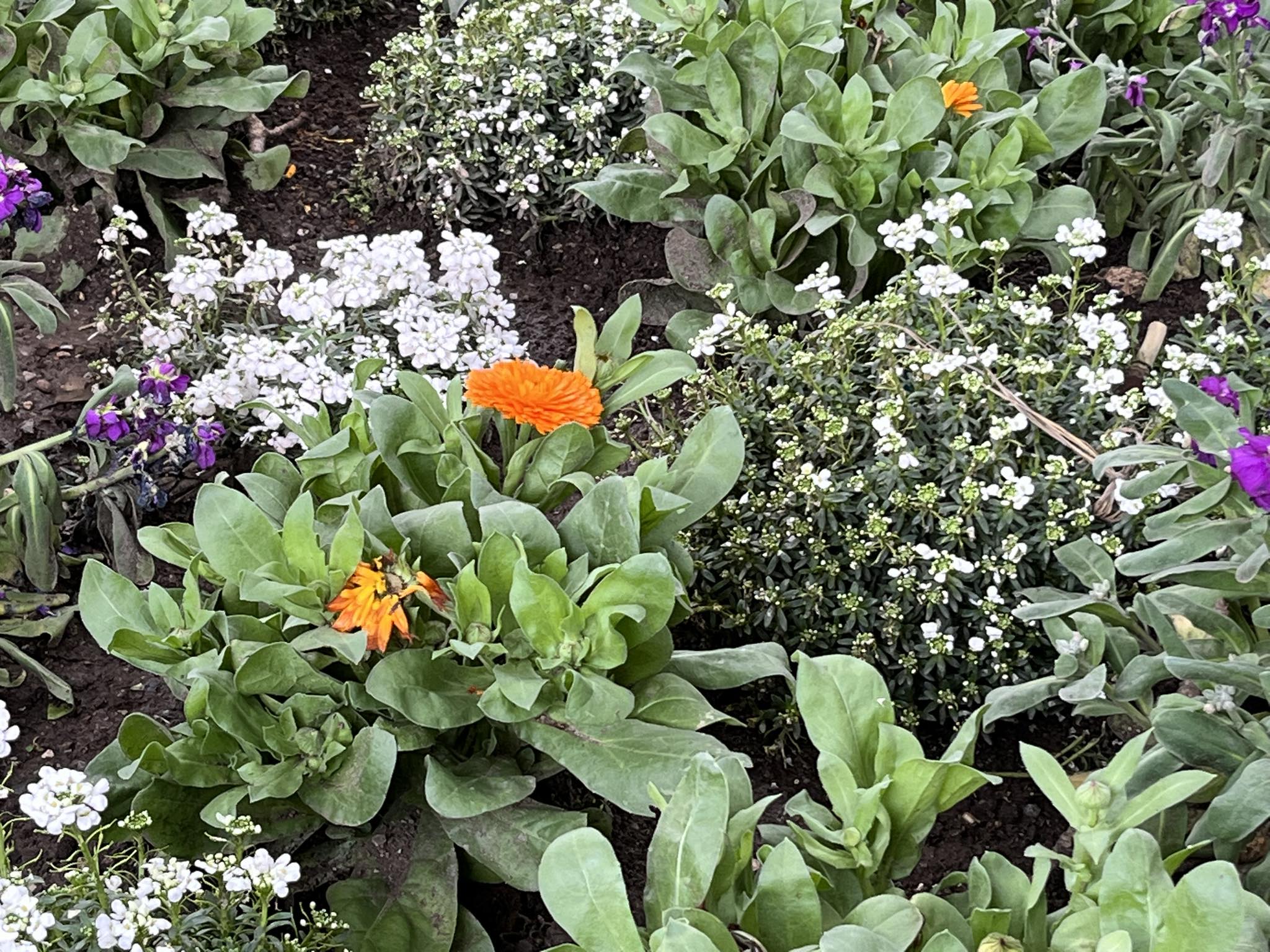 невен градина двор