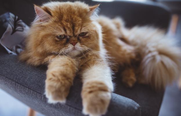 Персийска котка