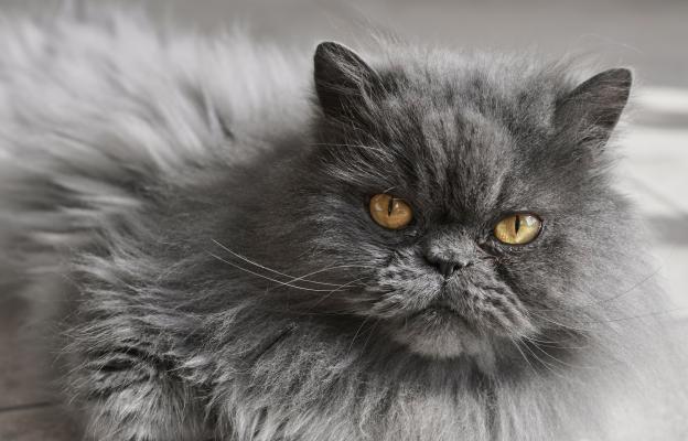 Персийска котка