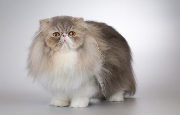 Персийска котка