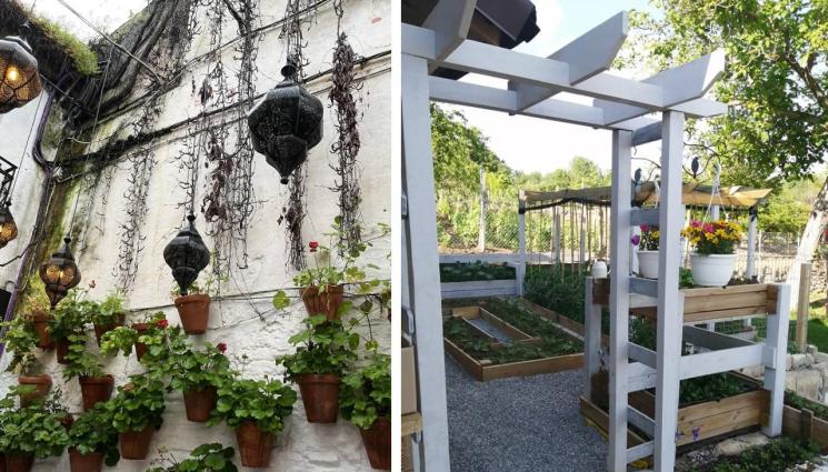 вертикална градина - Агро Телеграф: Отглеждаме лук и чери саксия в саксия