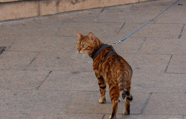 Бенгалска котка