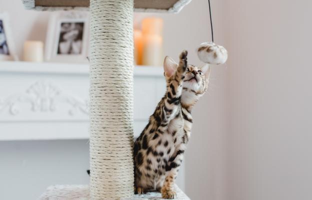 Бенгалска котка