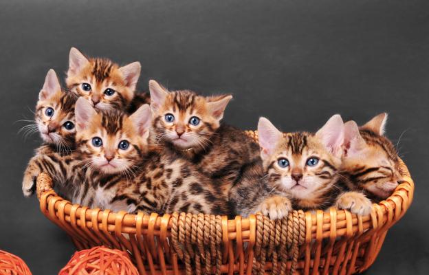 Бенгалска котка