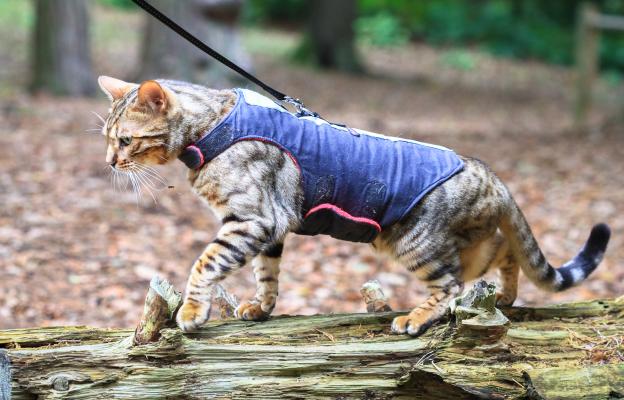 Бенгалска котка