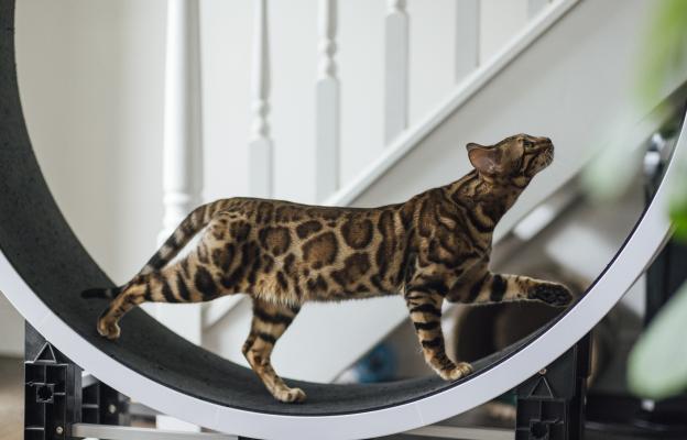 Бенгалска котка